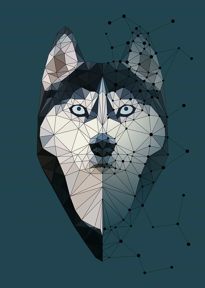 Husky Constellation