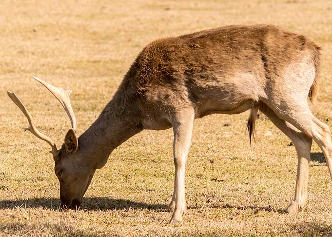 Buck Grazing