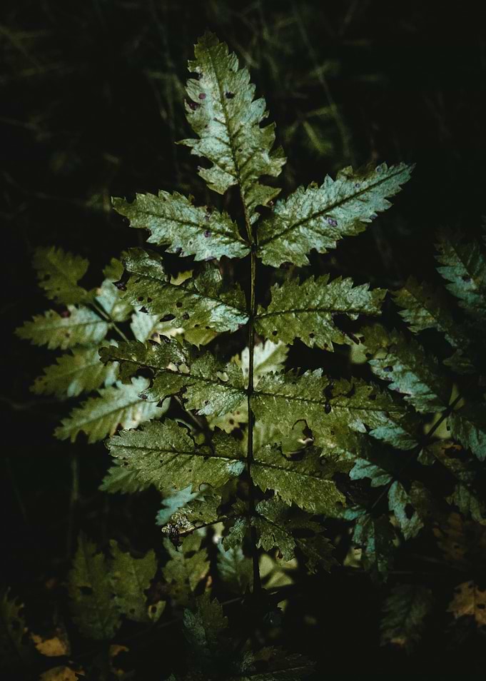 Green Leaf