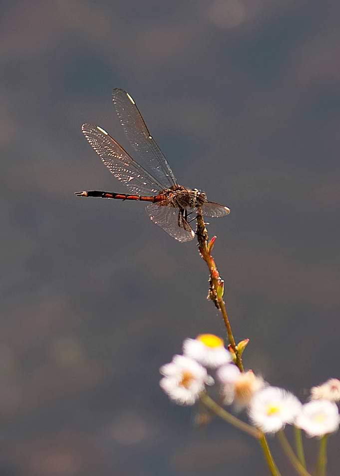 Dragonfly