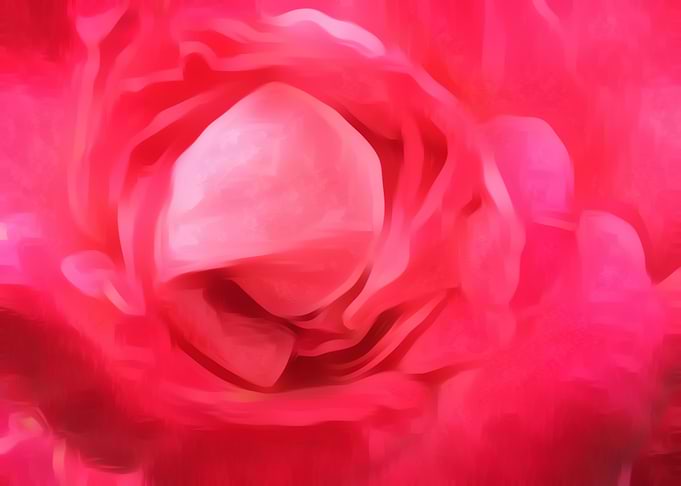closeup red rose texture