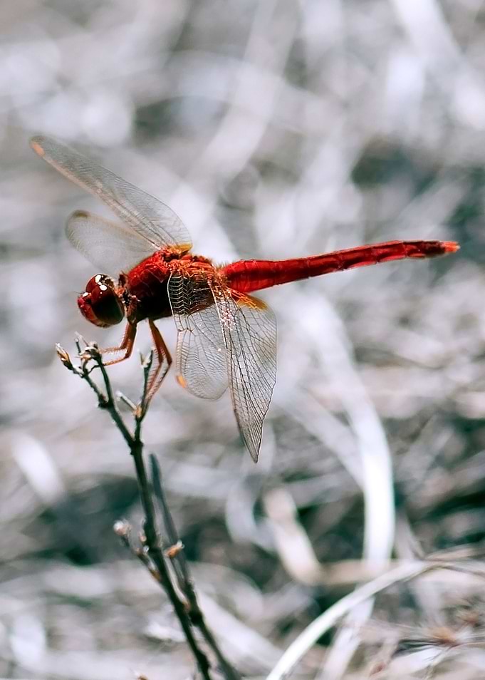 Dragonfly