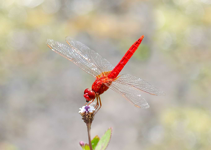 Dragonfly