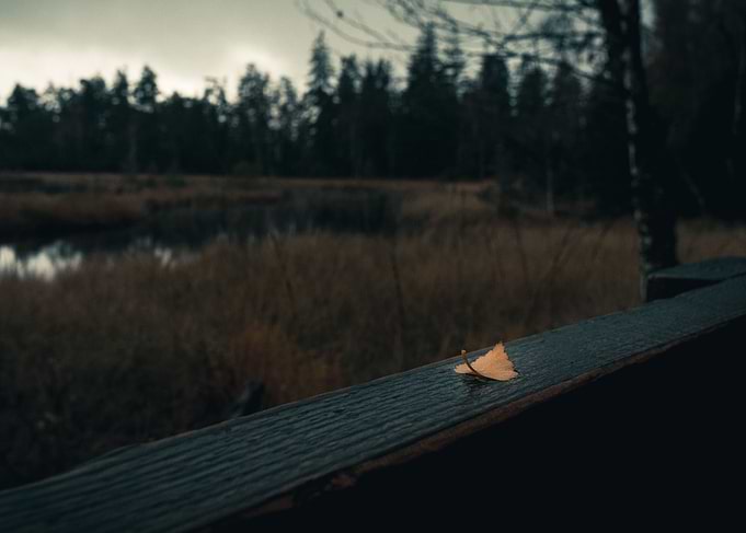 Fallen Leaf