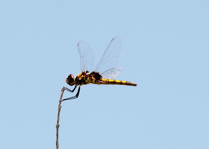 Dragonfly