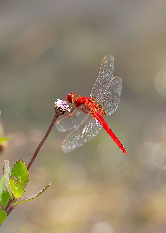 Dragonfly