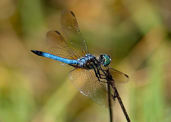 Dragonfly