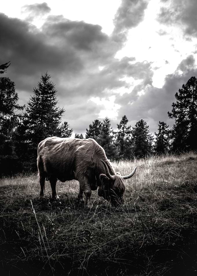 Hairy Coo
