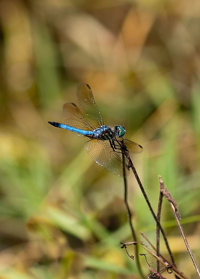Dragonfly