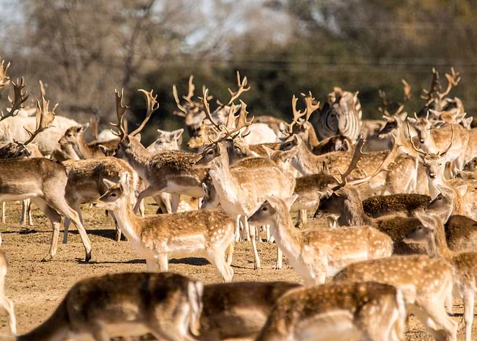 The Herd