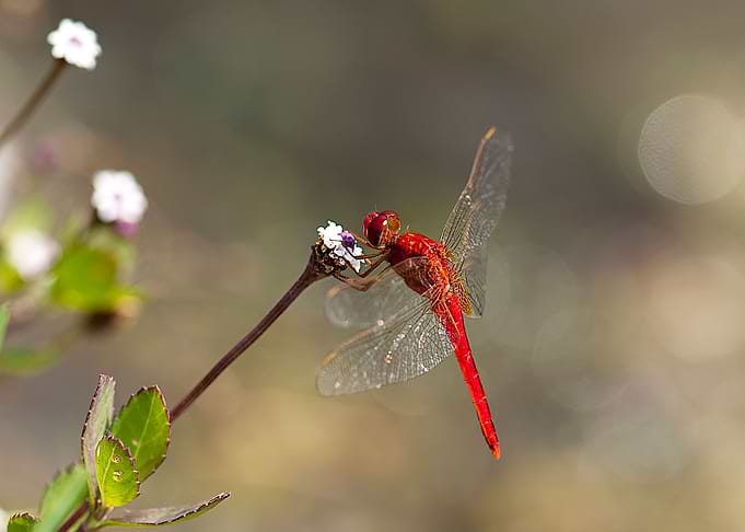 Dragonfly