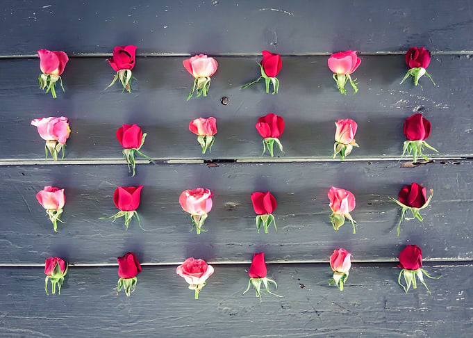 red and pink baby roses