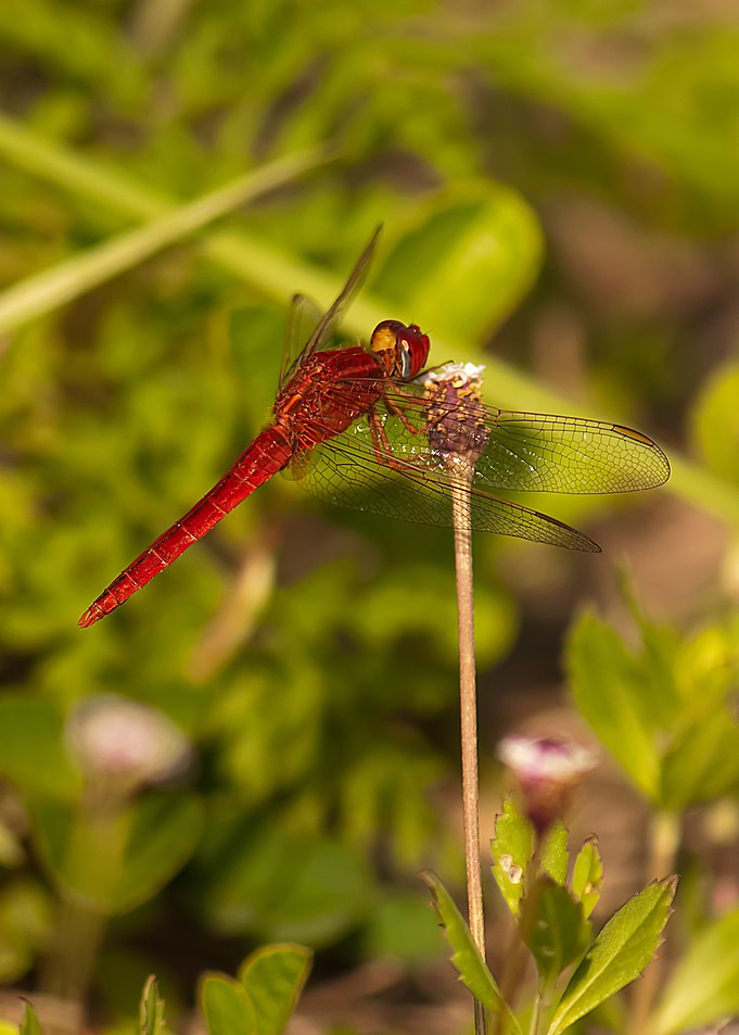 Dragonfly