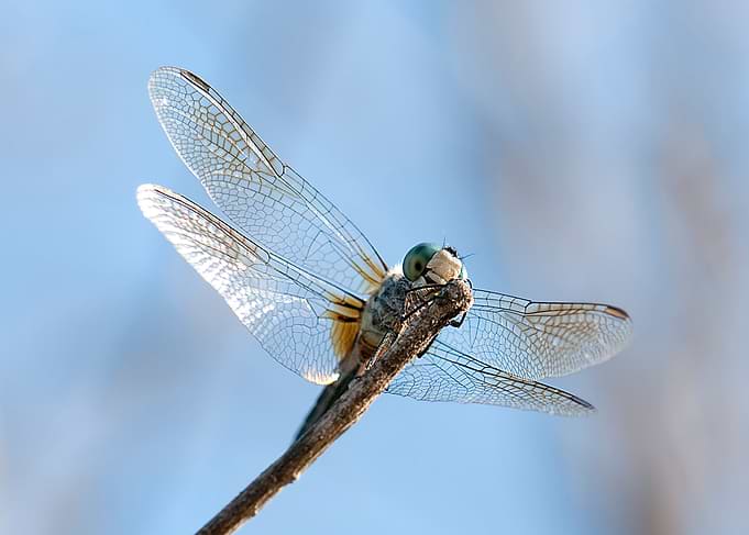 Dragonfly