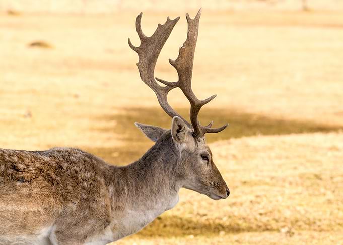 Spotted Buck