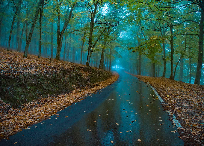ForestRoad