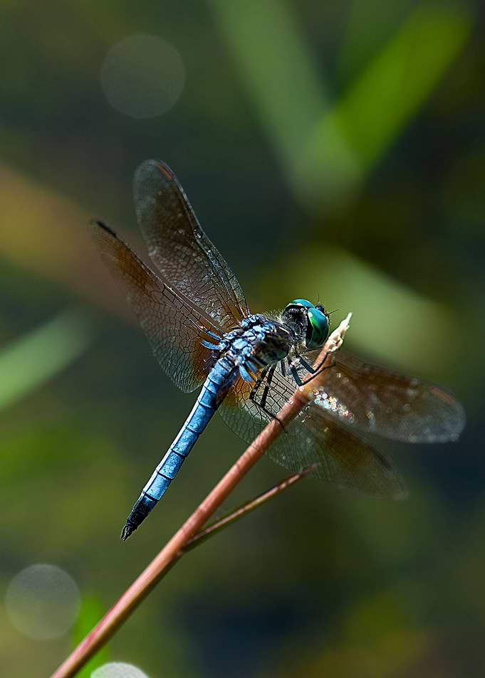 Dragonfly
