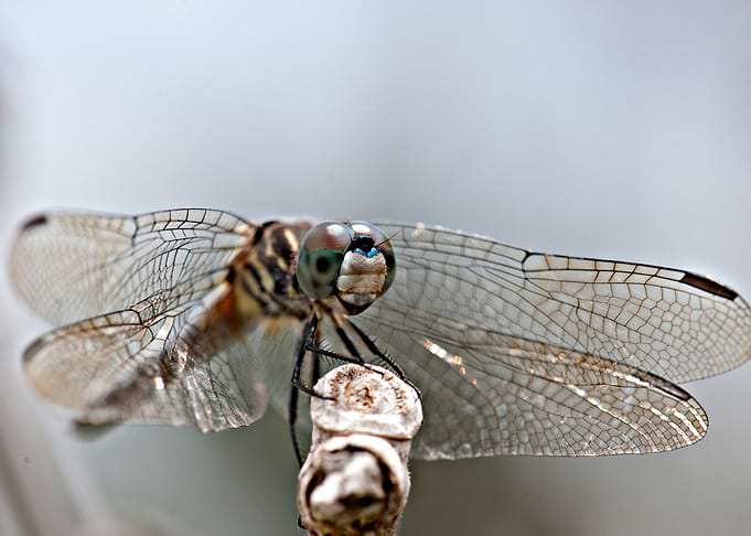 Dragonfly