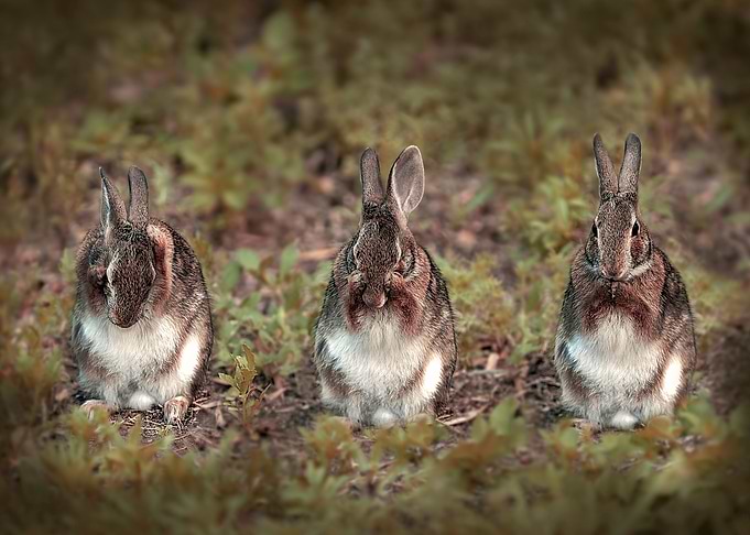 Rabbit