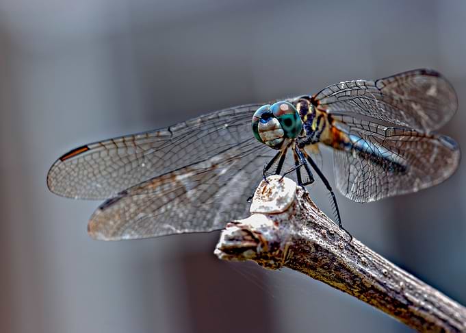 Dragonfly
