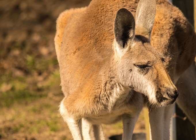 Kangaroo