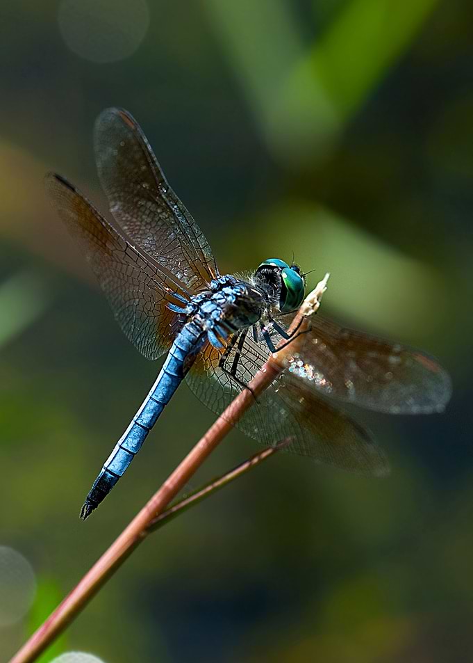 Dragonfly