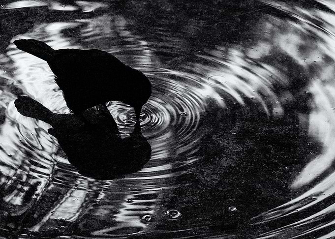 Bird Drink