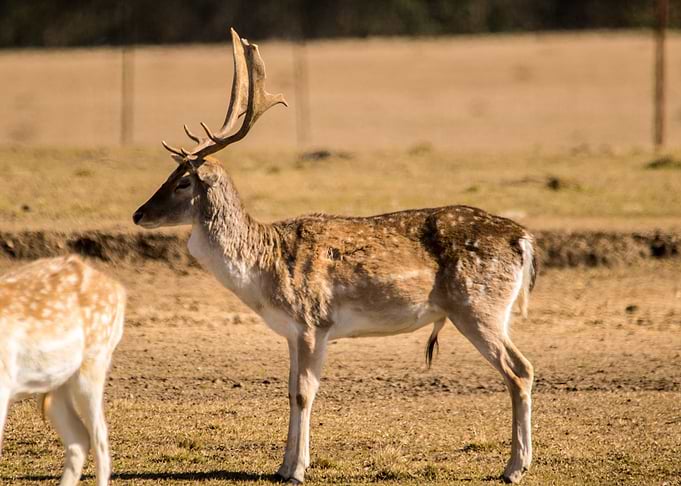 Lead Buck