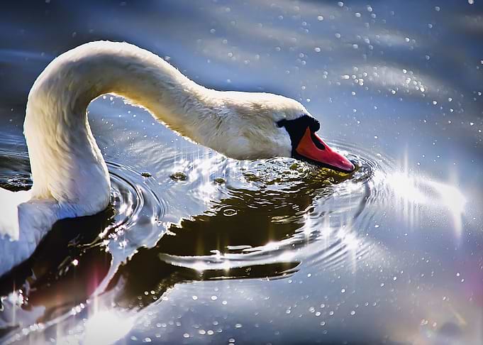 Swan