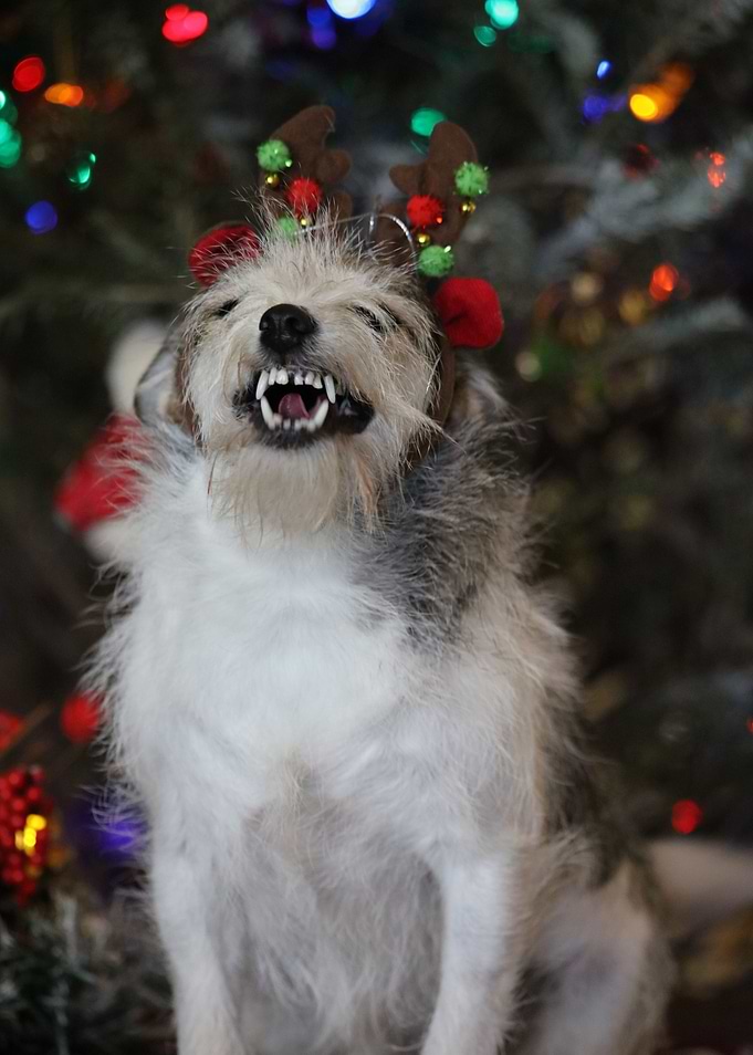 All I want for Christmas