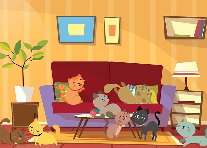 Full Of Cats