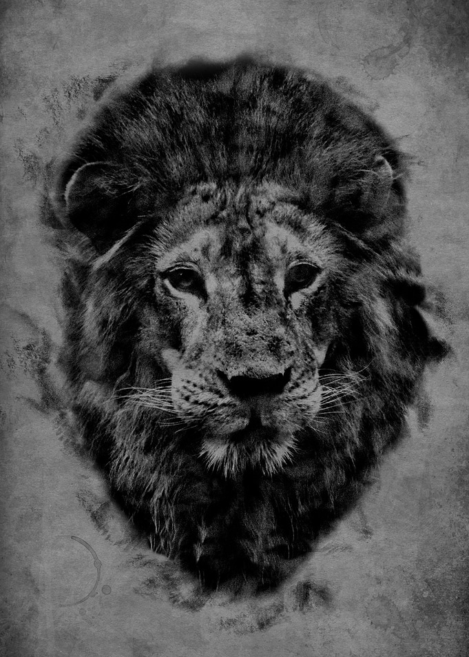 Charcoal Lion