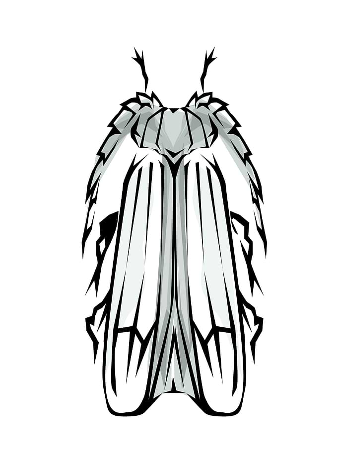 Insect Tribal Style