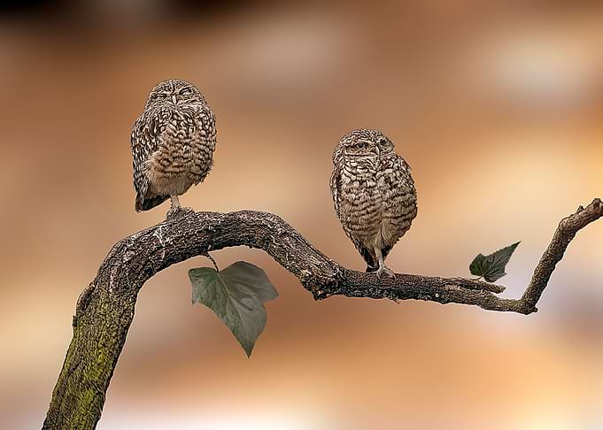 Owls