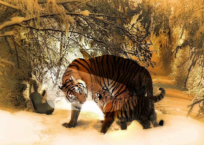 animals can also take care