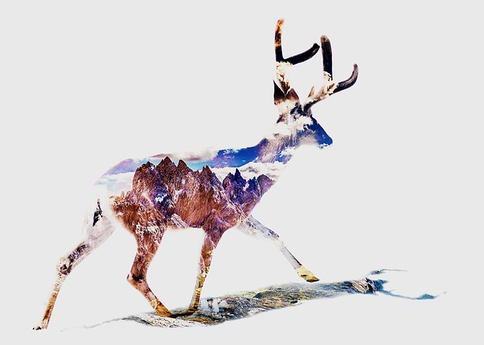 Deer in the Mountains