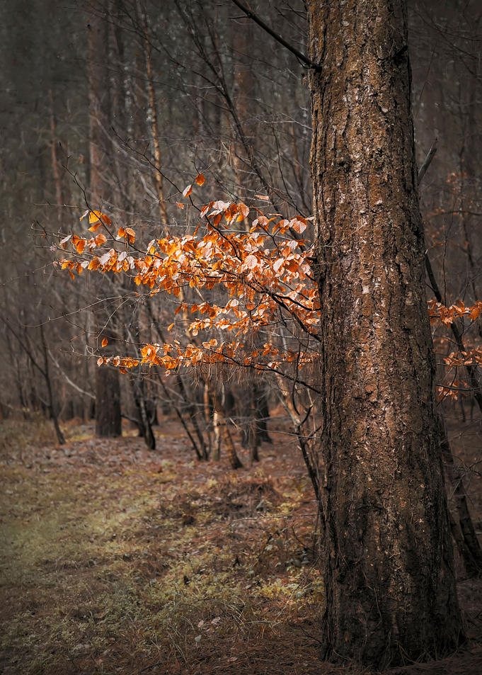 Thetford Forest
