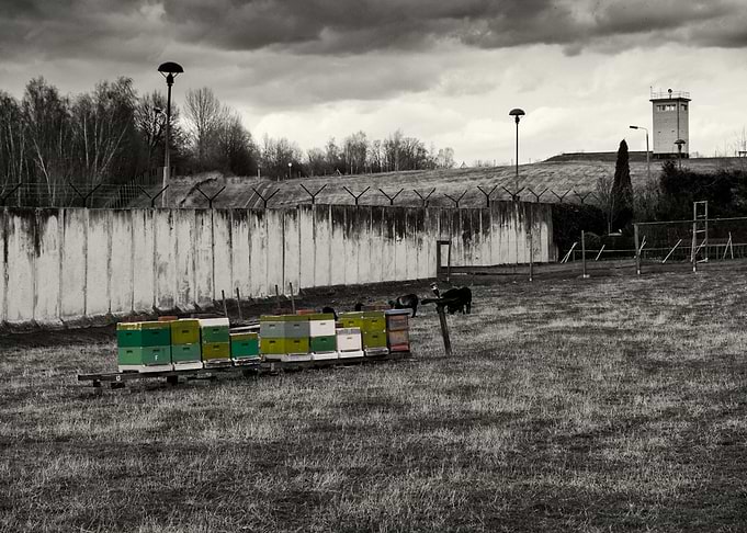 Bees near the wall