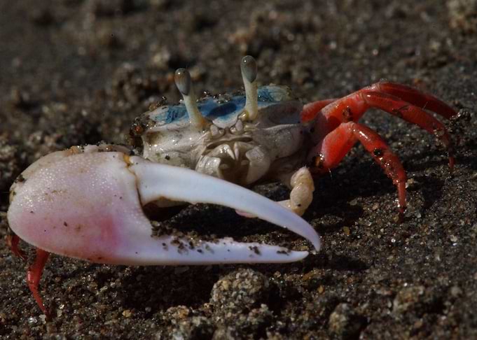 Leptuca stenodactylus