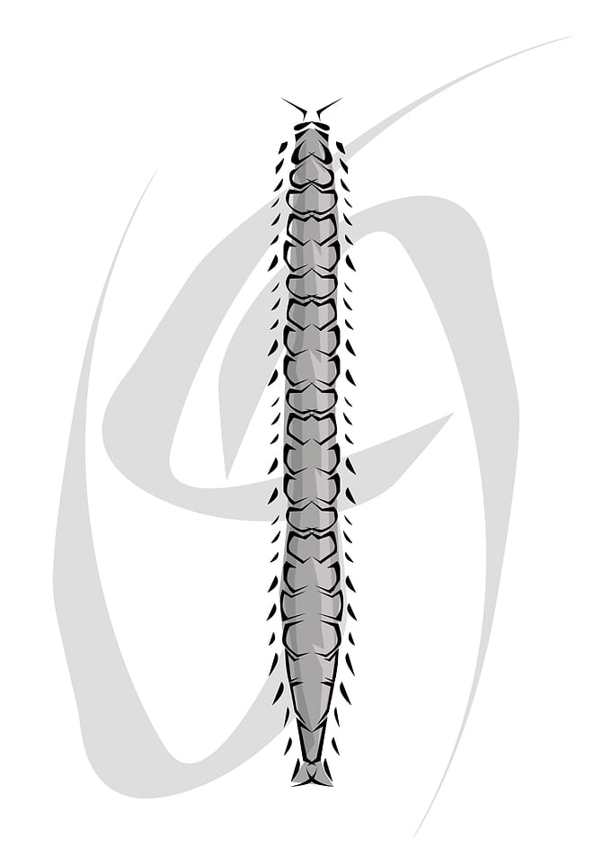Insect Tribal Style