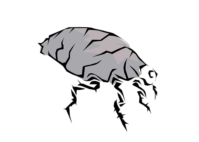 Insect Tribal Style