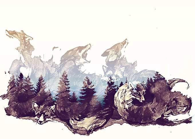 Fox Oil in forest