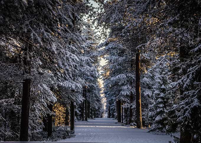 Winter wonderland
