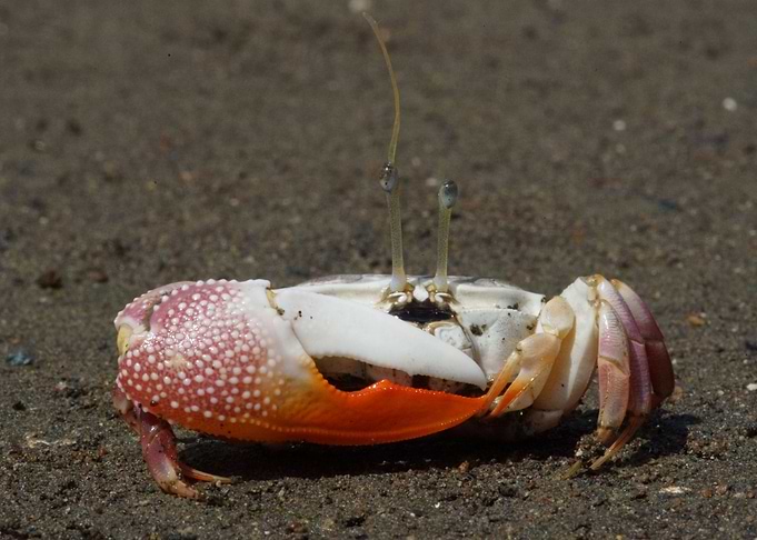 Uca stylifera