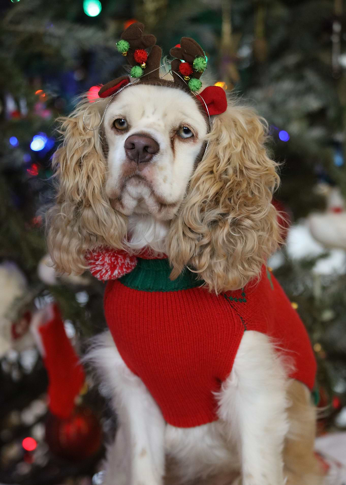 Cocker Spaniel