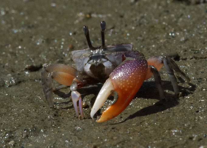 Uca heteropleura