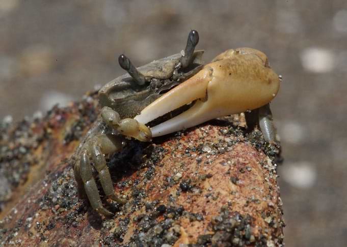 Petruca panamensis