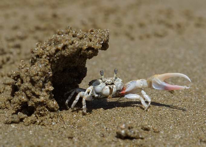 Leptuca terpsichores