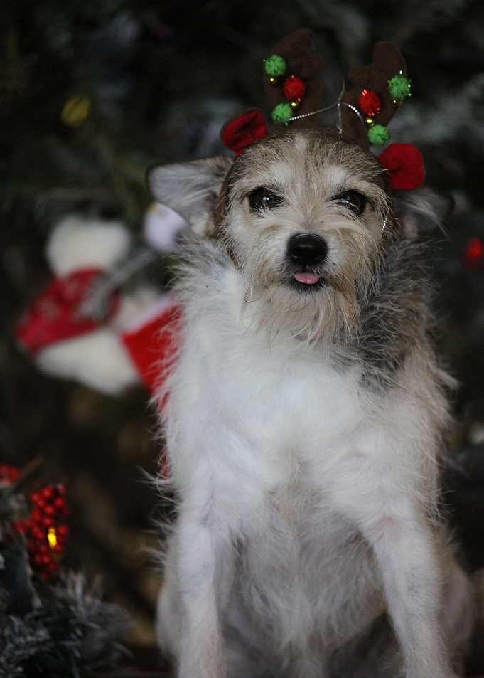Chihuahua mix
