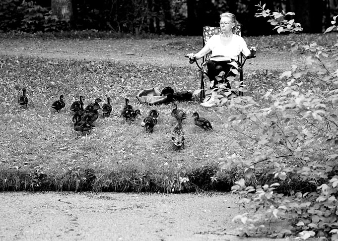 Ducks
